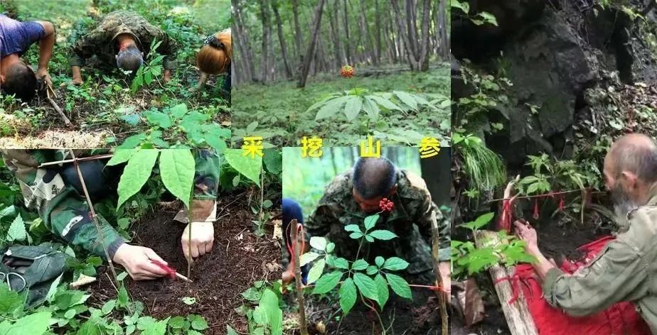 遼寧益仁堂本草文化產(chǎn)業(yè)園有限公司獲評國家AA級旅游景區(qū) 遼寧益仁堂本草文化產(chǎn)業(yè)園有限公司獲評國家AA級旅游景區(qū)